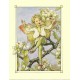 Postal Antigo Importado The Pear Blossom Fairy - Cicely