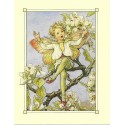 Postal Antigo Importado The Pear Blossom Fairy - Cicely