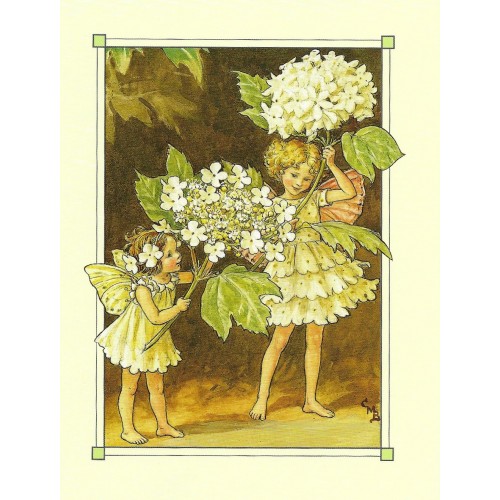 Postal Antigo Importado The Guelder Rose Fairy - Cicely