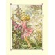 Postal Antigo Importado The Red Campion Fairy - Cicely