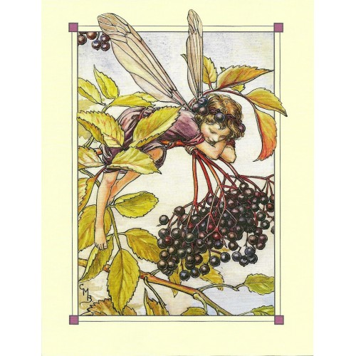 Postal Antigo Importado The Beechnut Fairy - Cicely
