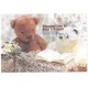 Conjunto de Papel de Carta Importado Bear's Family 6 Litte Fancy